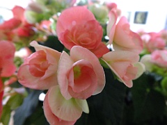 begonia13 (1)